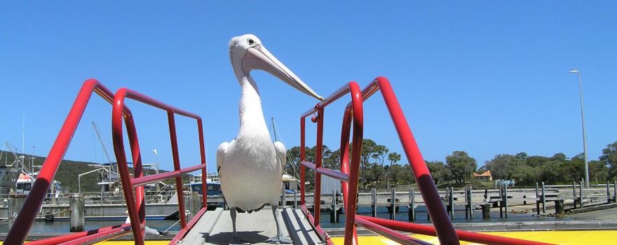Kalgan Queen Scenic Cruises