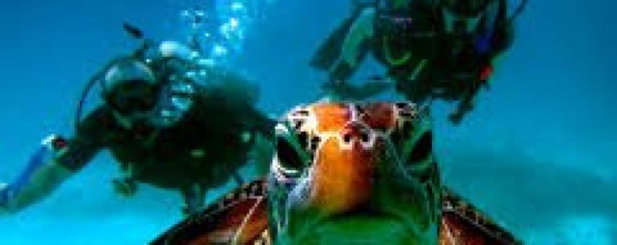 Gold Coast Dive Centre & Marine Training College