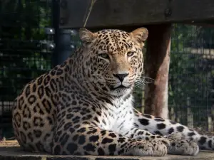 Hoenderdaell Zoo