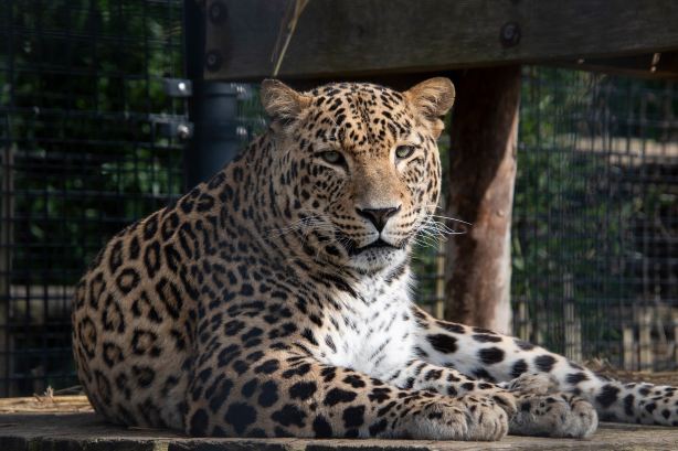 Hoenderdaell Zoo