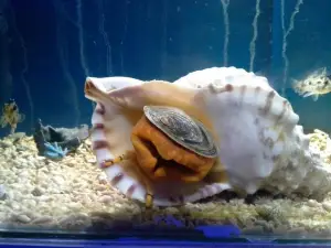Robe Sealife Center
