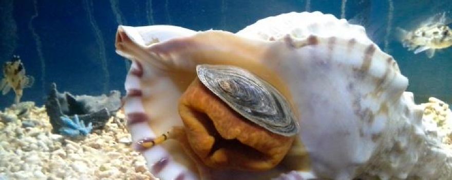 Robe Sealife Center
