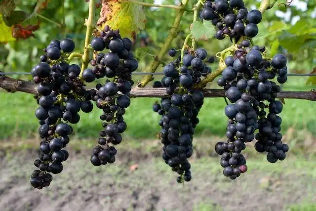 Hotels in Scharsterbrug