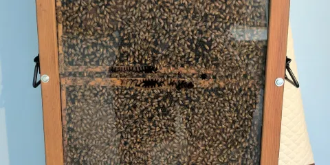 Bee Well Honey and Bee Supply