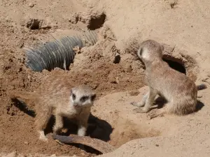 Zoo Neuwied