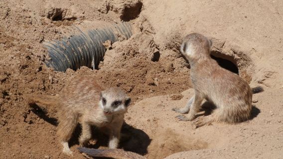 Zoo Neuwied