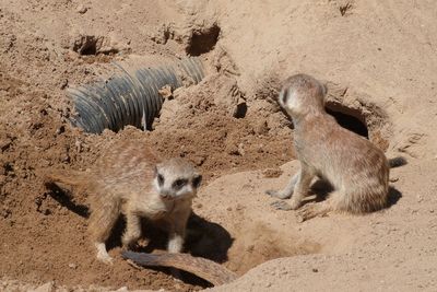 Zoo Neuwied