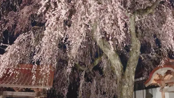 極楽寺