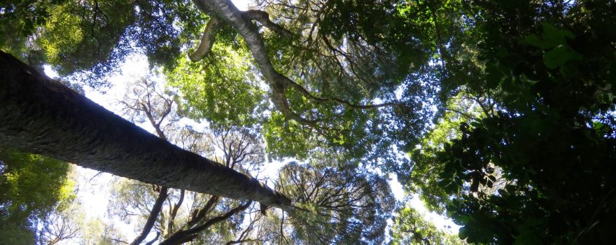 Gray's Bush Scenic Reserve walks