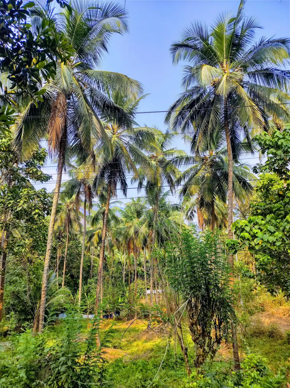 Hotels near Kariyathumpara