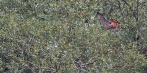 Denaby Ings Nature Reserve