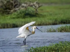 Minneriya Wild Safaris