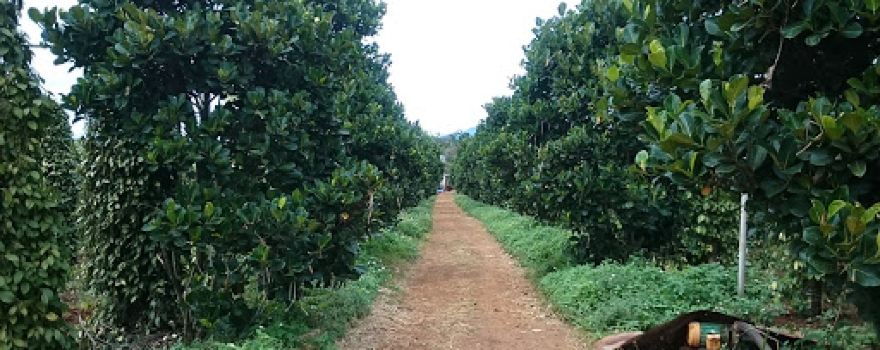 Vườn Cây Tiêu Dài Chư Sê 2
