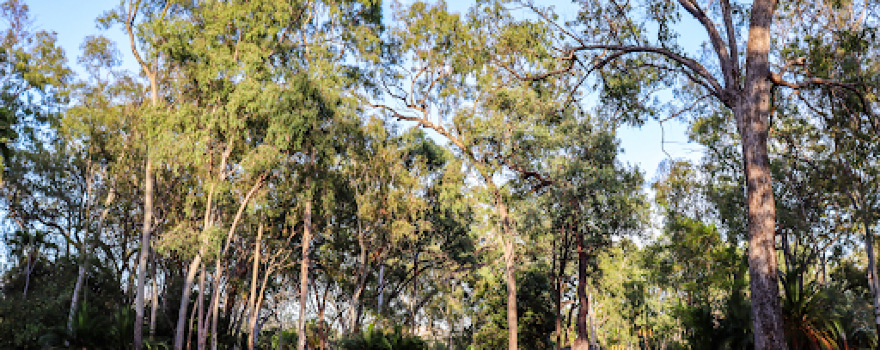 BIG4 Breeze Holiday Parks - Carnarvon Gorge