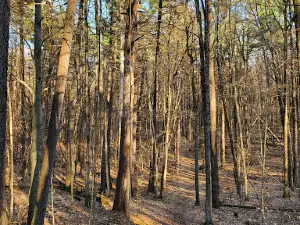 Ogemaw Hills Pathway