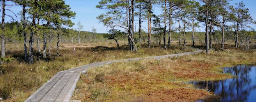 Riisa Bog
