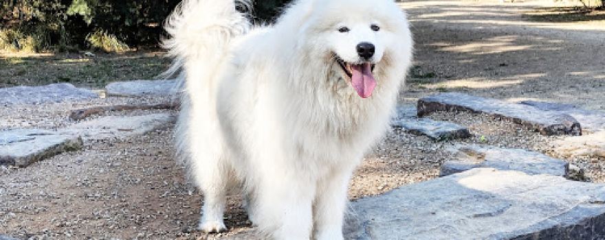 Eastfield Fenced Dog Park
