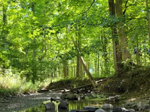 Jackson Morrow Park