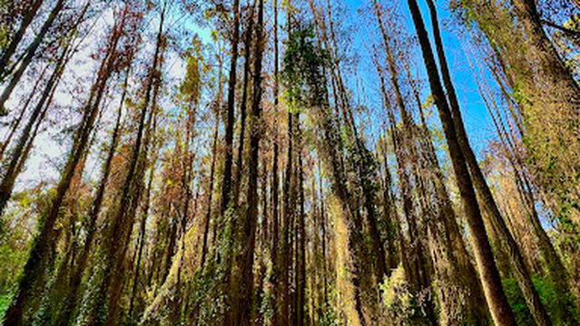 Karura Forest- Sigiria