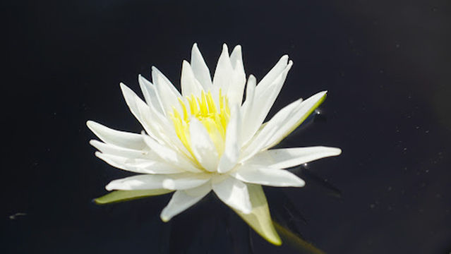 Monkey Lake Canoe Shelter