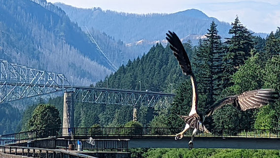 Marine Park Pavilion