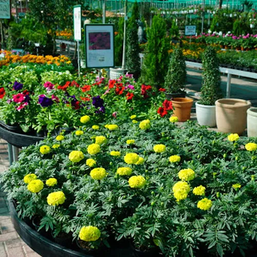 Desert Spring Nursary