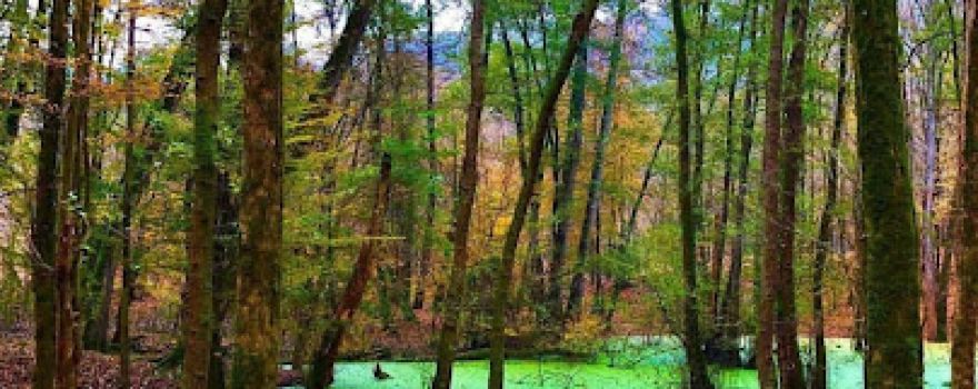 Sinava Forest