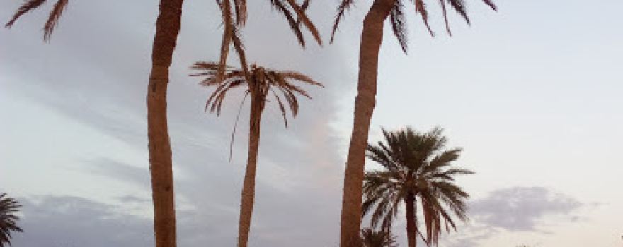 Oasis de Bechri
