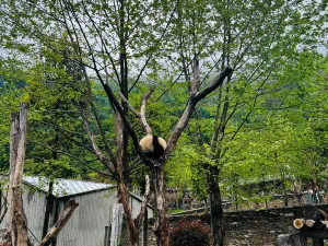 Wolong China Giant Panda Garden Shenshuping Base of CCRCGP