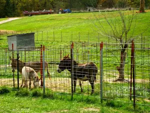 The Peach Tree Farm