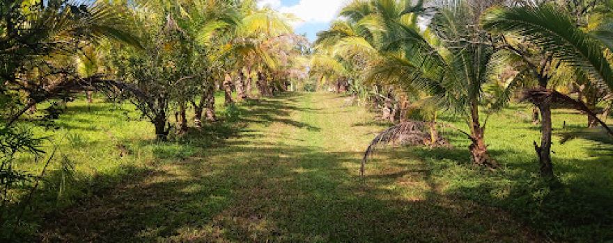 Warrie Head Disc Golf Course