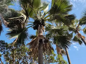 Bijilo Monkey Park