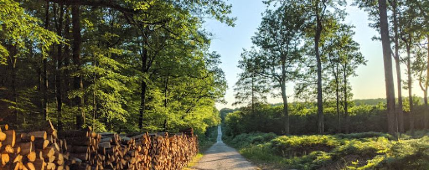 Forêt de Bercé