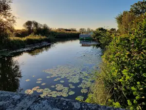 Les bateliers des marais du Cotentin: La Rosée du Soleil
