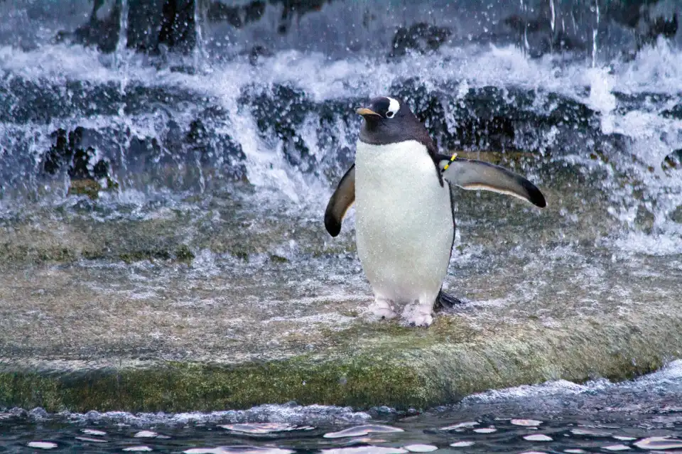 2_Edinburgh Zoo