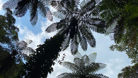 Kinsakubaru Old-growth Forest