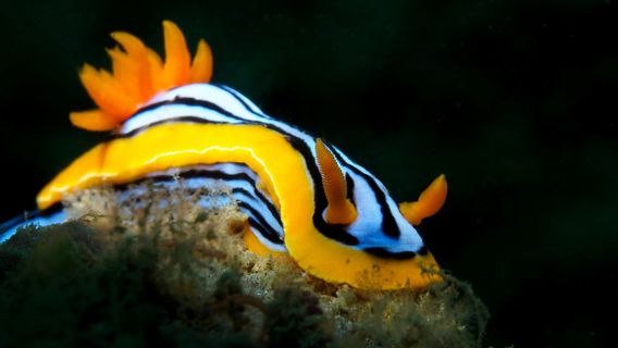 Pearl Divers PADI Dive Center Unawatuna