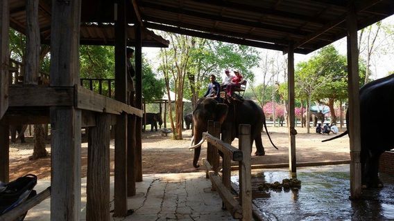 Taweechai Elephant Camp