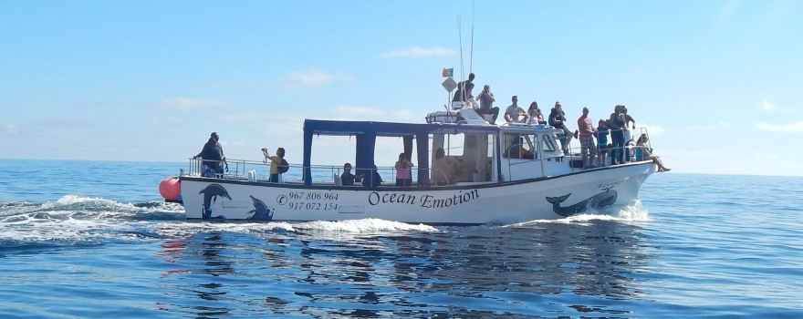 OceanEmotion Azores Whale Watching
