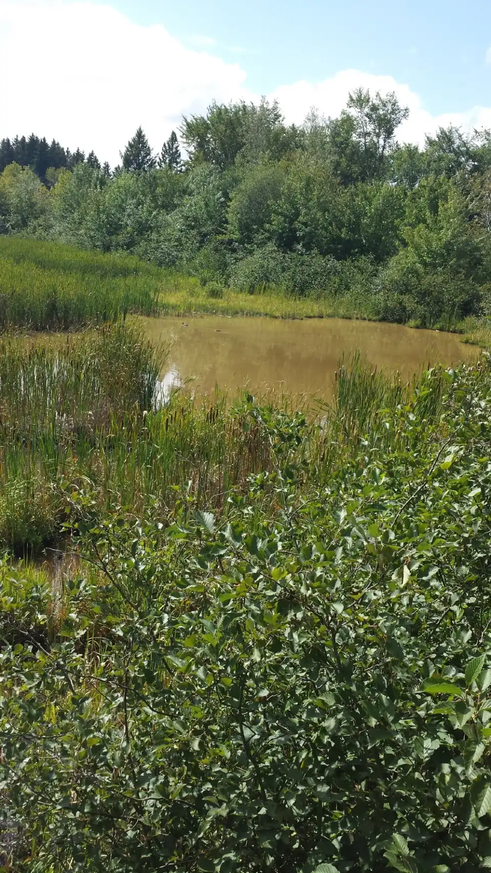 4_Mapleton Park