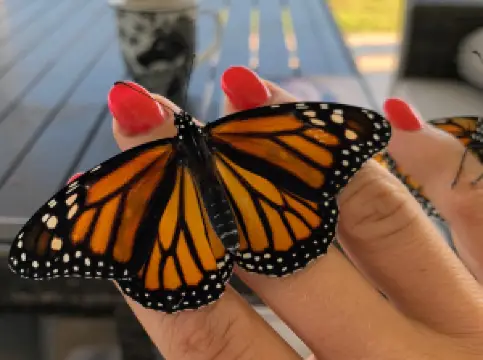 Maverick Horseback Riding