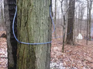 Purple Woods Conservation Area