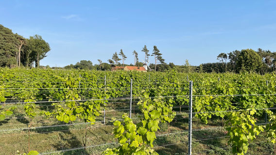 Vingaarden, Lille Gadegaard ( Vineyard )