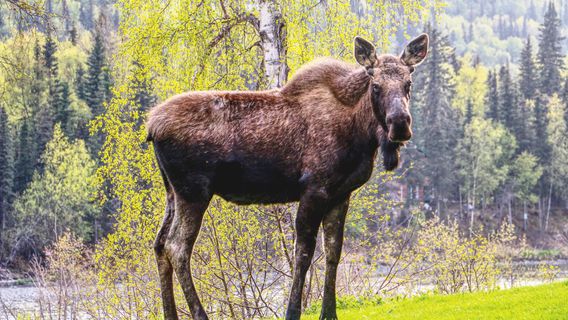 Alaska Fishing with Mark Glassmaker