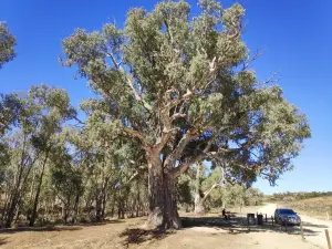 Giant Red Gum Tree.