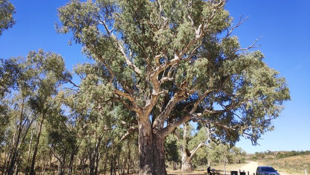 Giant Red Gum Tree.