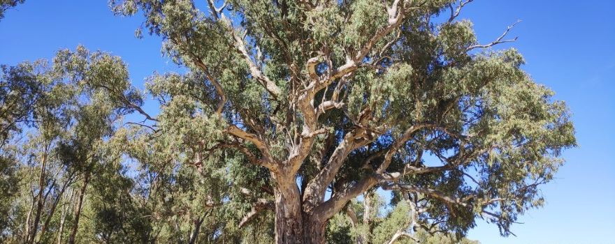 Giant Red Gum Tree.