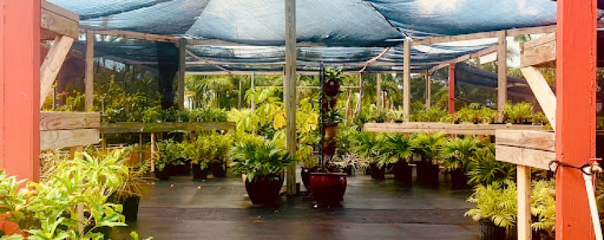 Anguilla Garden Centre