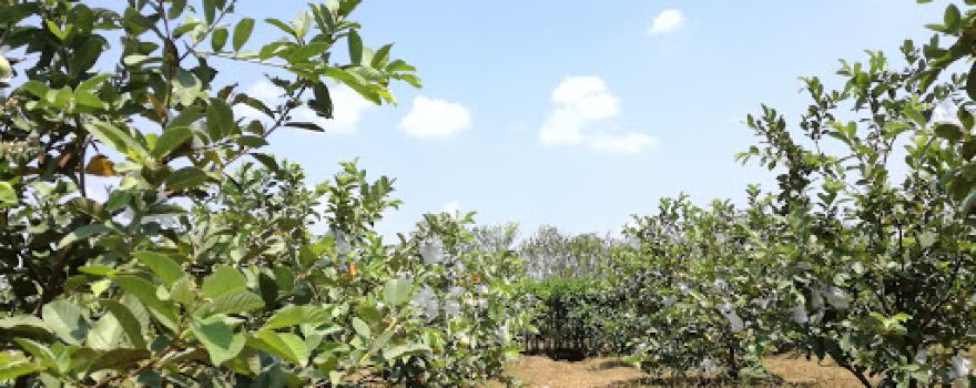 Wisata Buah Botania Garden (Bogar)