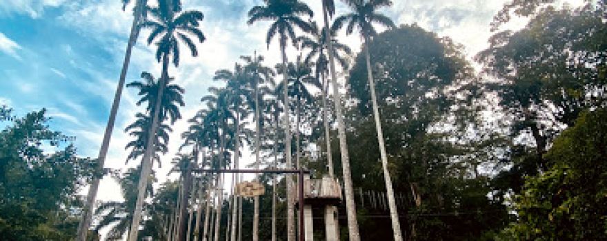 Bunso Eco Park (Bunso Arboretum)